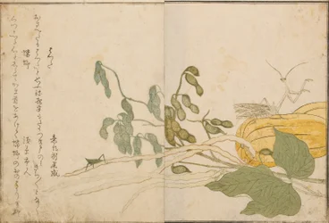 Grasshopper and praying mantis, 1788